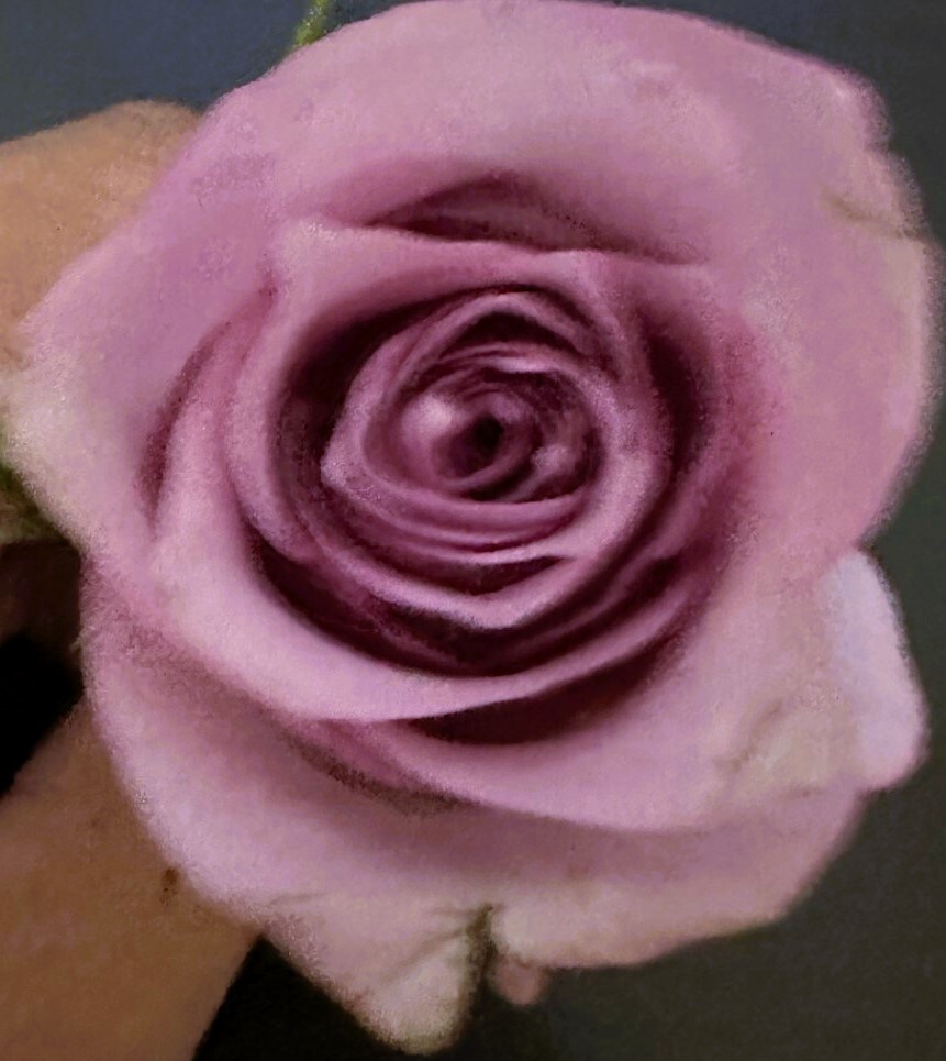 PURPLE ROSE